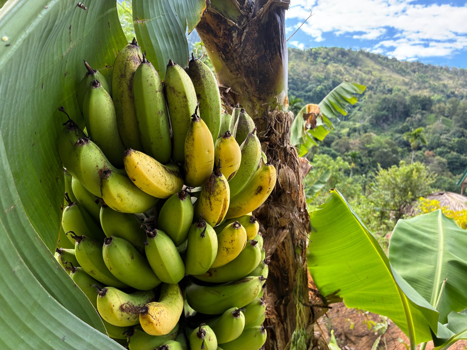 Tropical Fruits