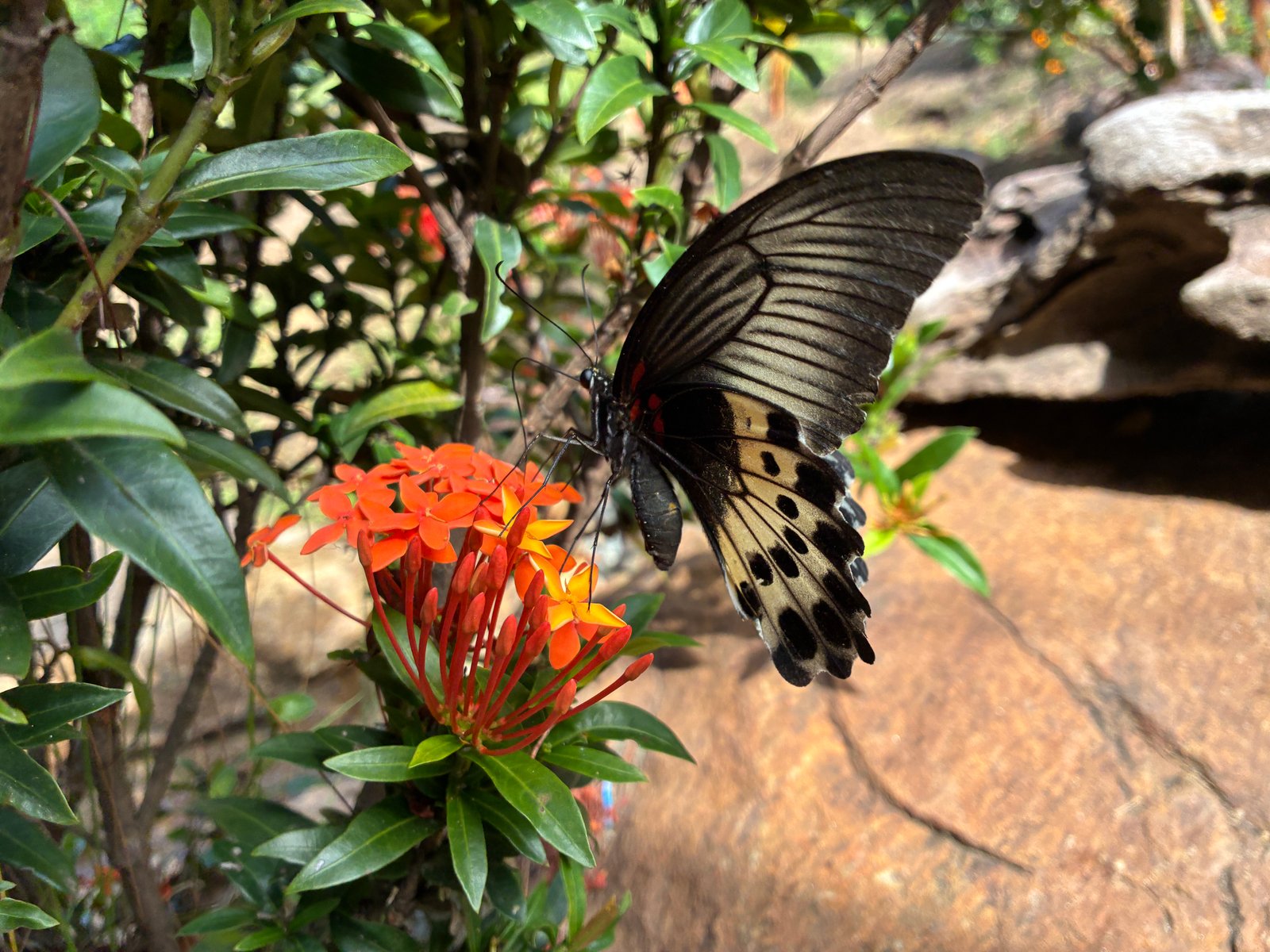 butterfly