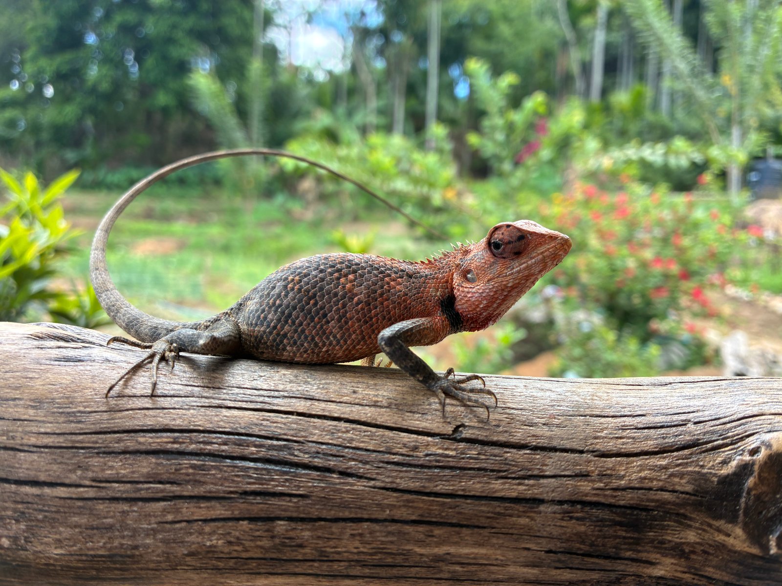 Oriental Garden Lizard