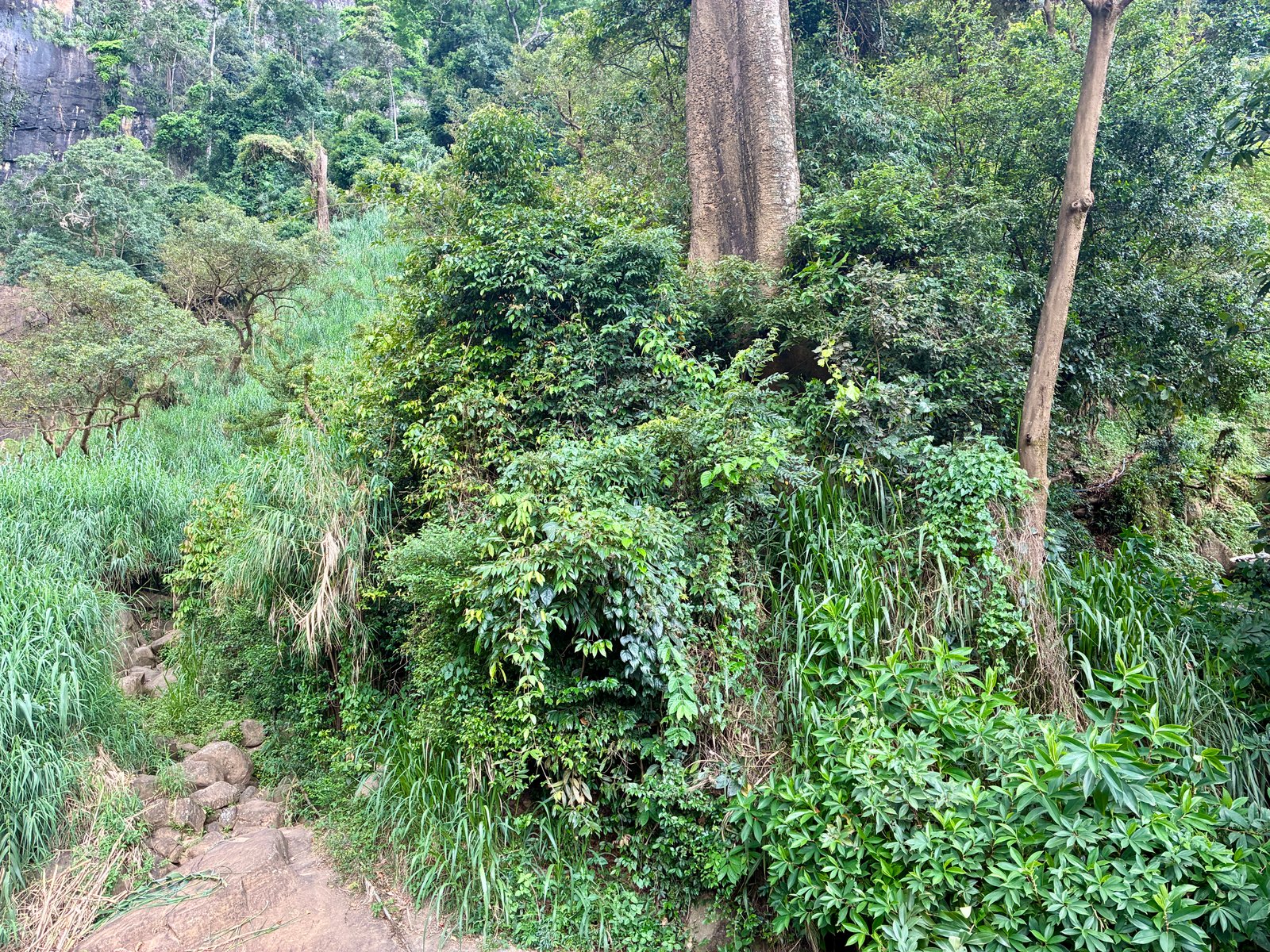 Nature Walks