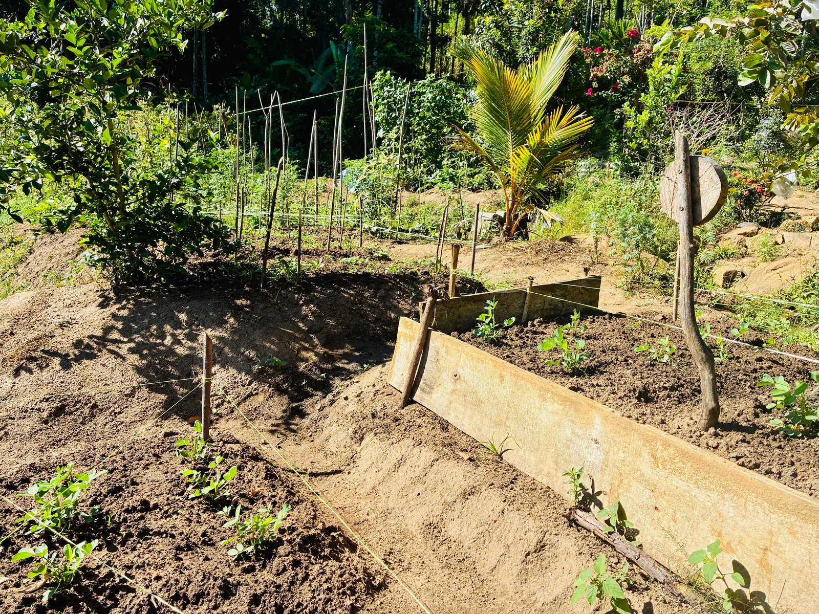 Organic Garden