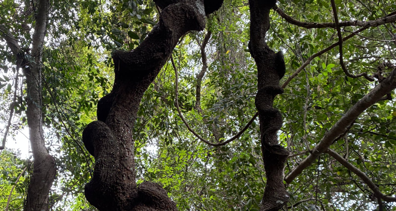 Tropical Forest