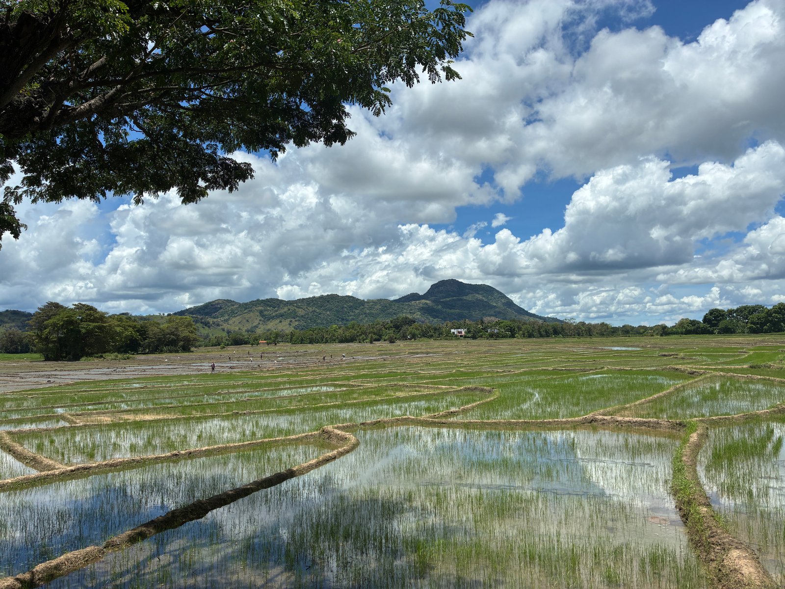 Tea Country